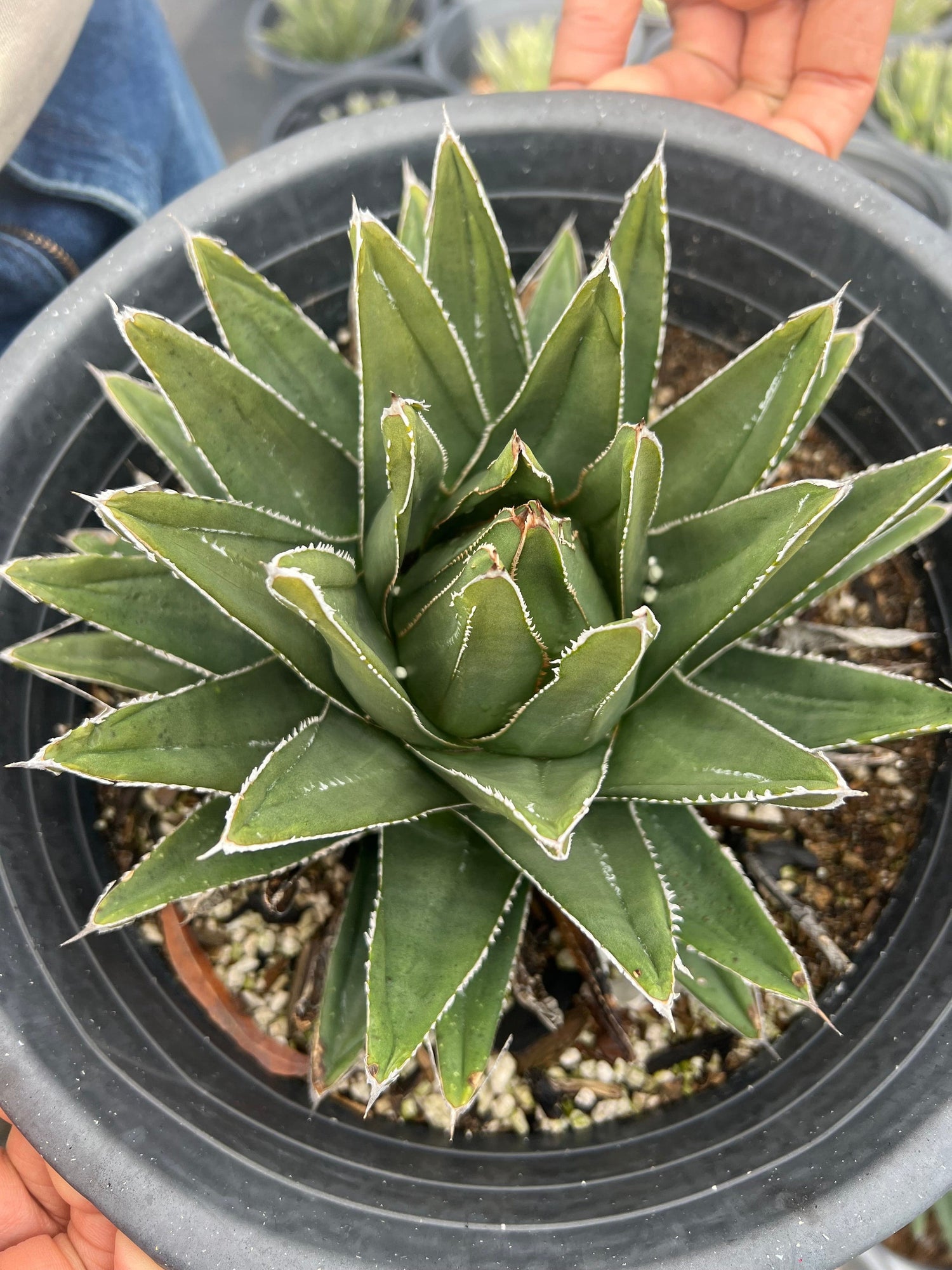 queen victoria succulent Queen Victoria Agave - Agave Victoriae-Reginae