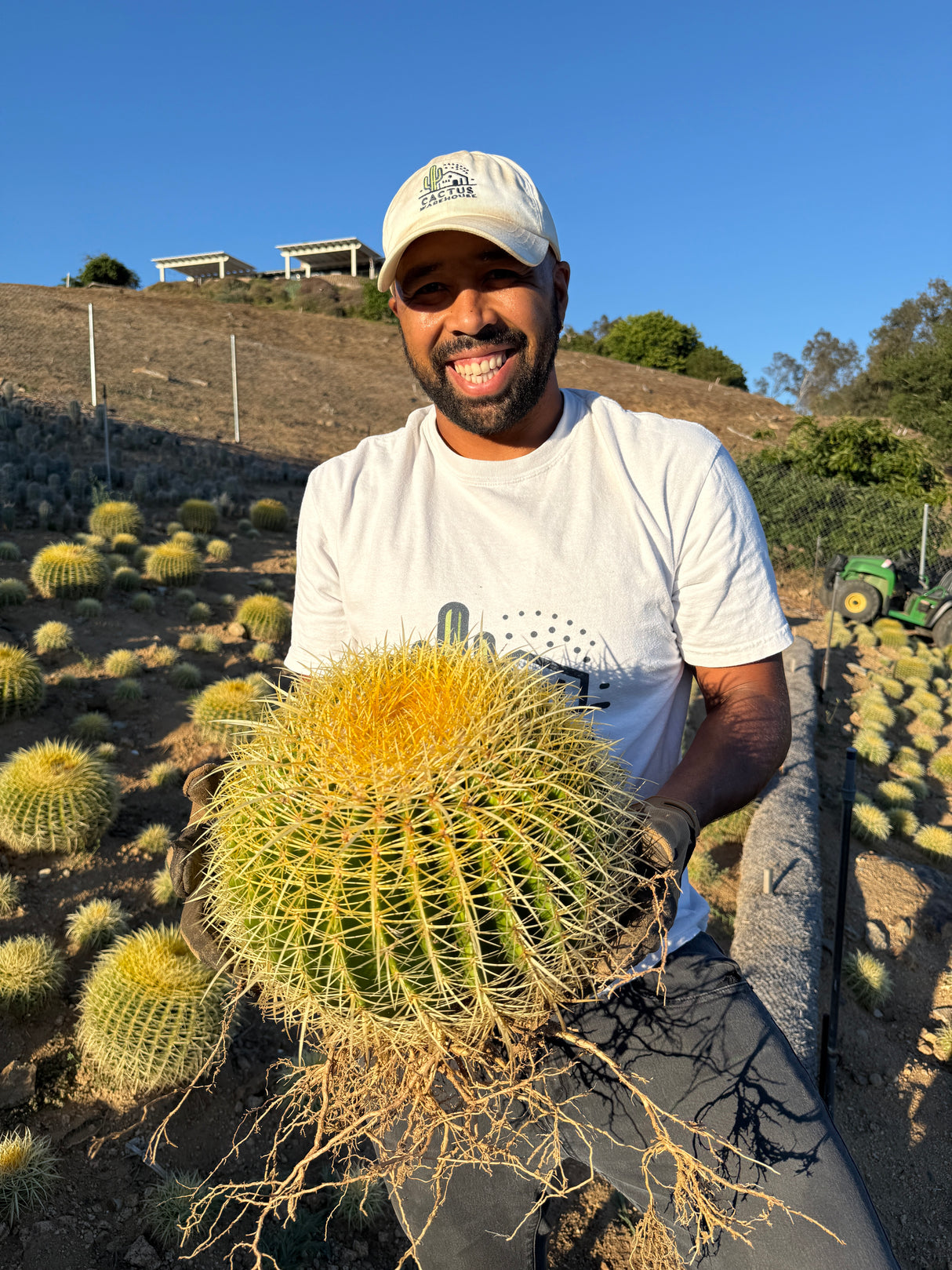Golden Barrel Cactus - Echinocactus Grusonii