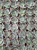 Echeveria 'Blue Prince' - Echeveria