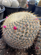 Mammillaria haageana 2-Pack Cluster - Mammillaria haageana