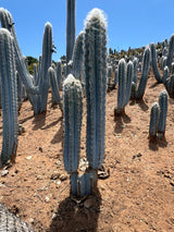 Pilosocereus pachycladus - Blue Torch Cactus (2- 3 piece)