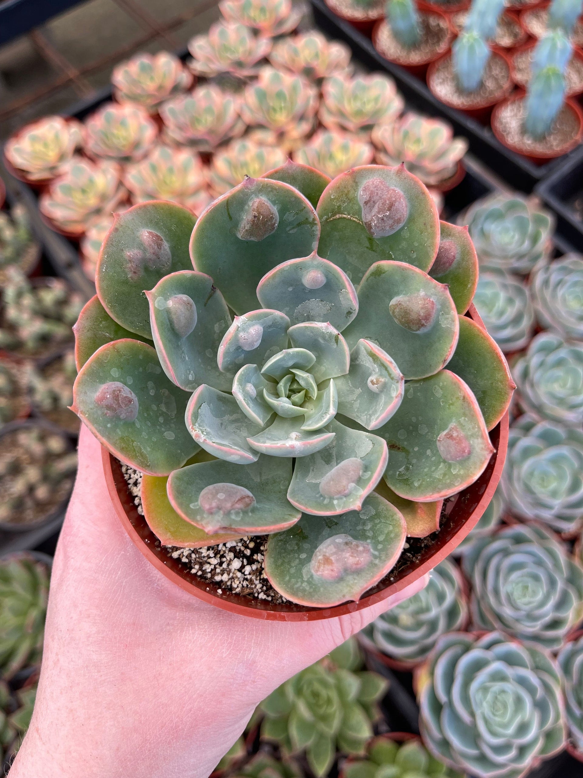 raindrops succulent plant Echeveria 'Rain Drops' - Echeveria