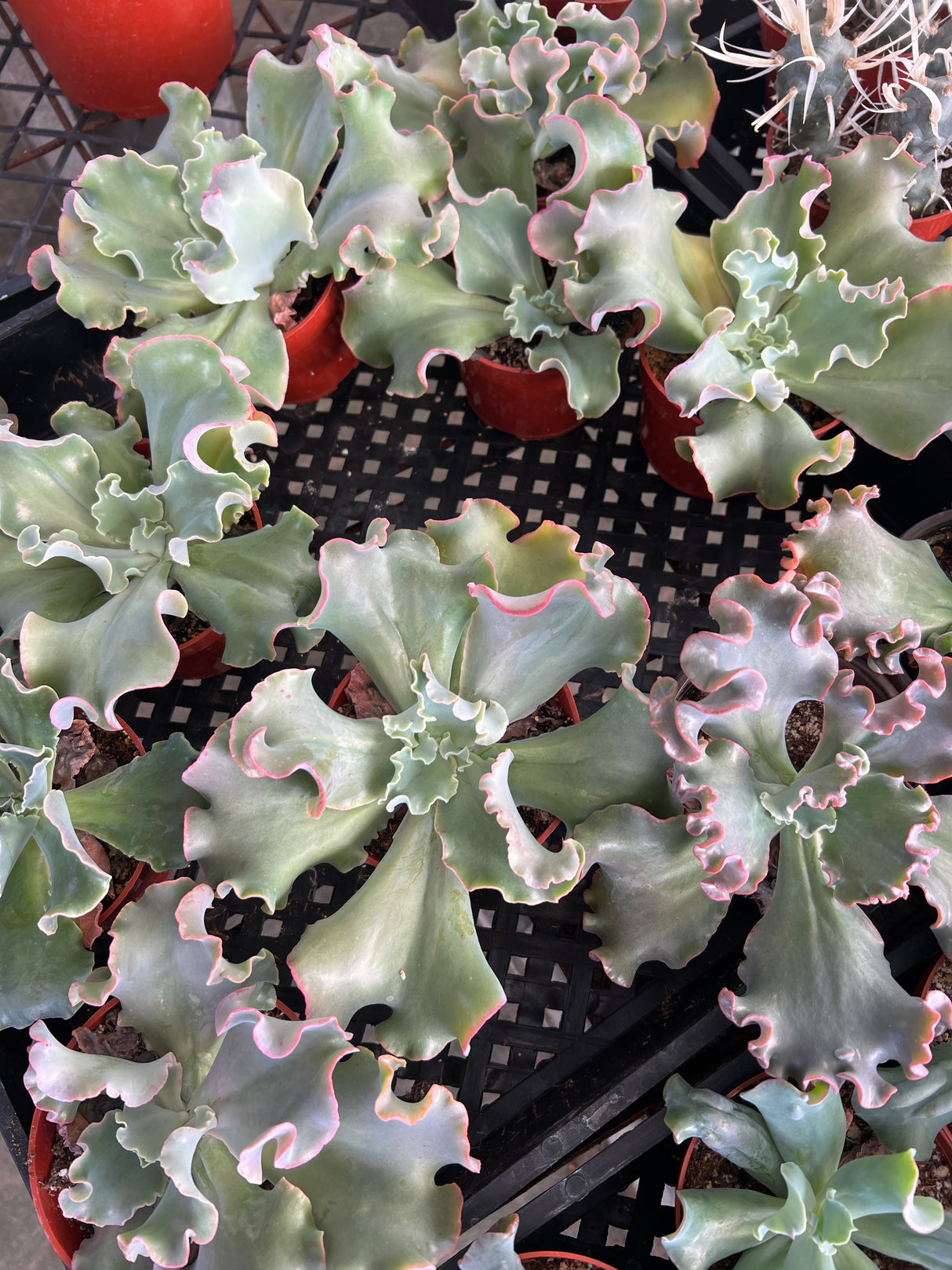 Echeveria 'Blue Curls' - Echeveria