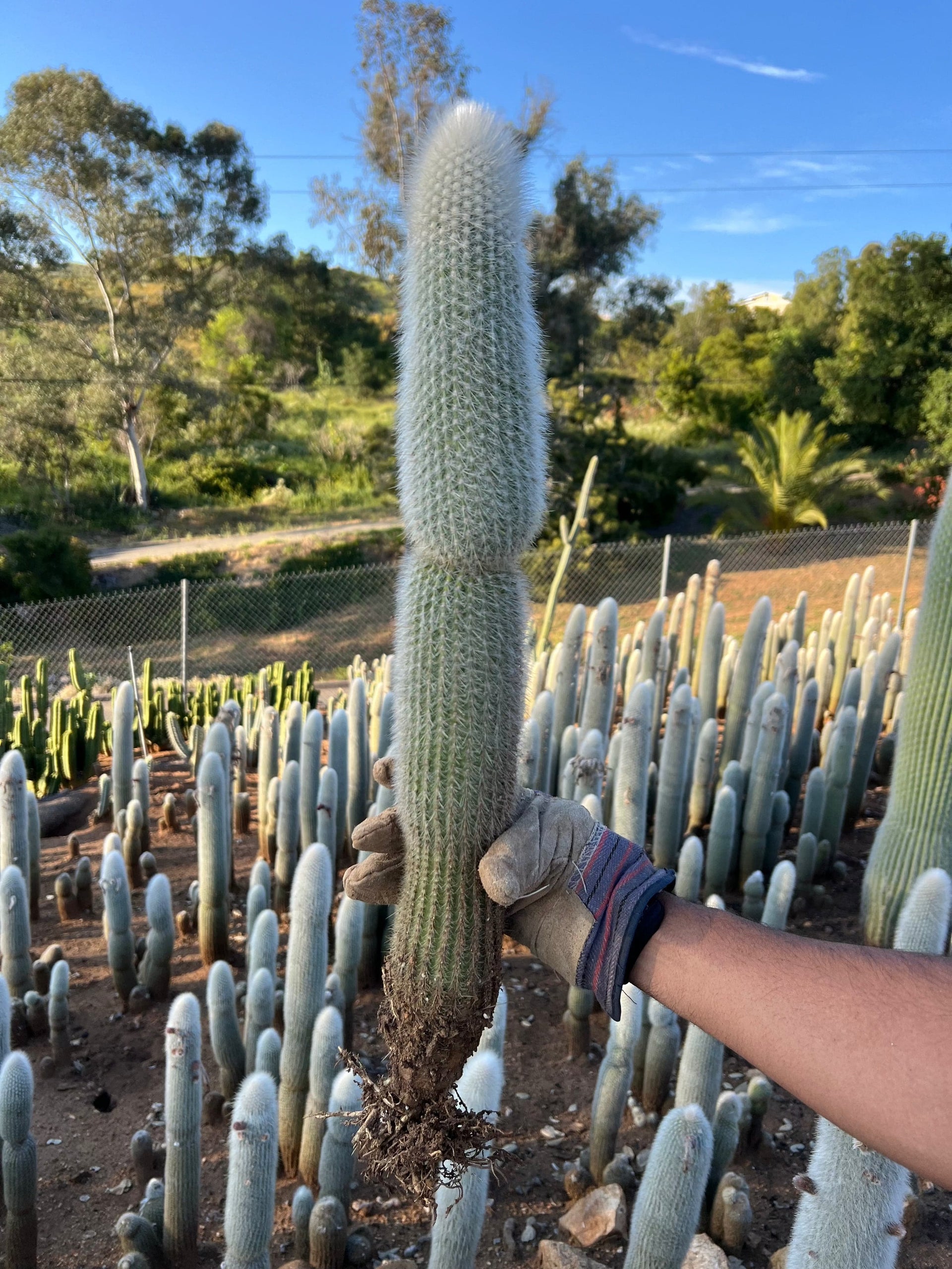 torch succulent Silver Torch Cactus