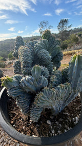 Side view of the crest sphere wider than its pot