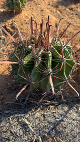 Ferocactus wislizeni Fishhook Barrel Cactus with hooked red central spines and green ribbed body