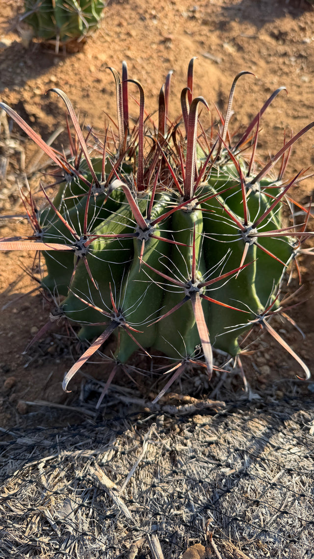 Ferocactus wislizeni Fishhook Barrel Cactus with hooked red central spines and green ribbed body