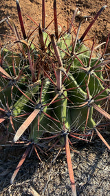 Close view of Ferocactus wislizeni flattened hooked red spines and white radial bristles