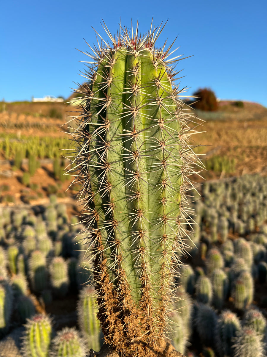 False Saguaro ,Pachycereus pringlei , Mexican Cardon | Exotic Cacti ...