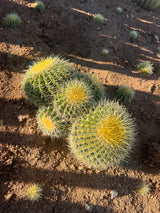 Golden Barrel Cactus 5-Pack Cluster - Echinocactus grusonii