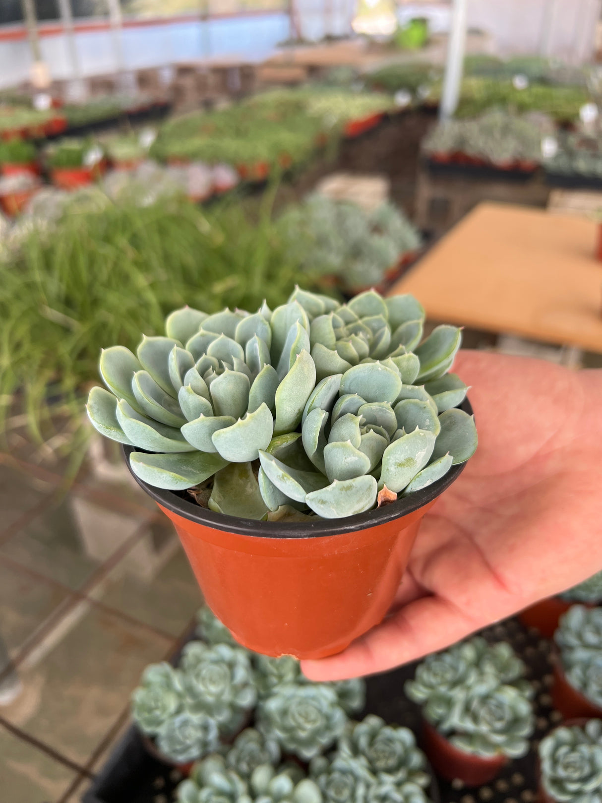 Echeveria 'Arctic Ice' - Echeveria