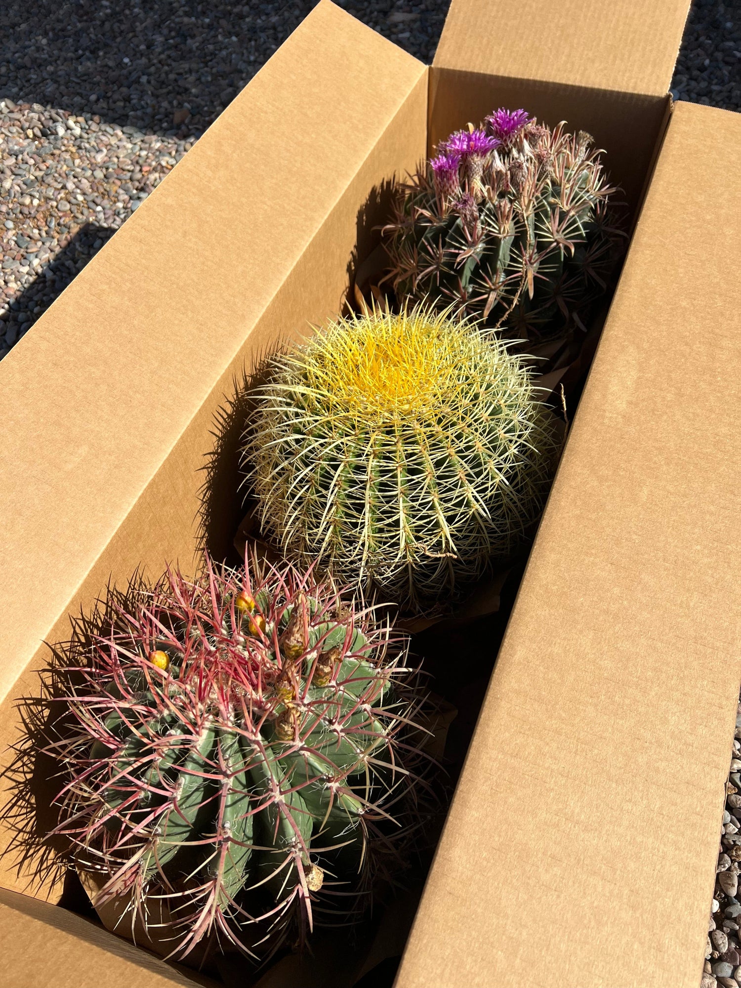 types of barrel cactus Big Barrel Cactus Bundle