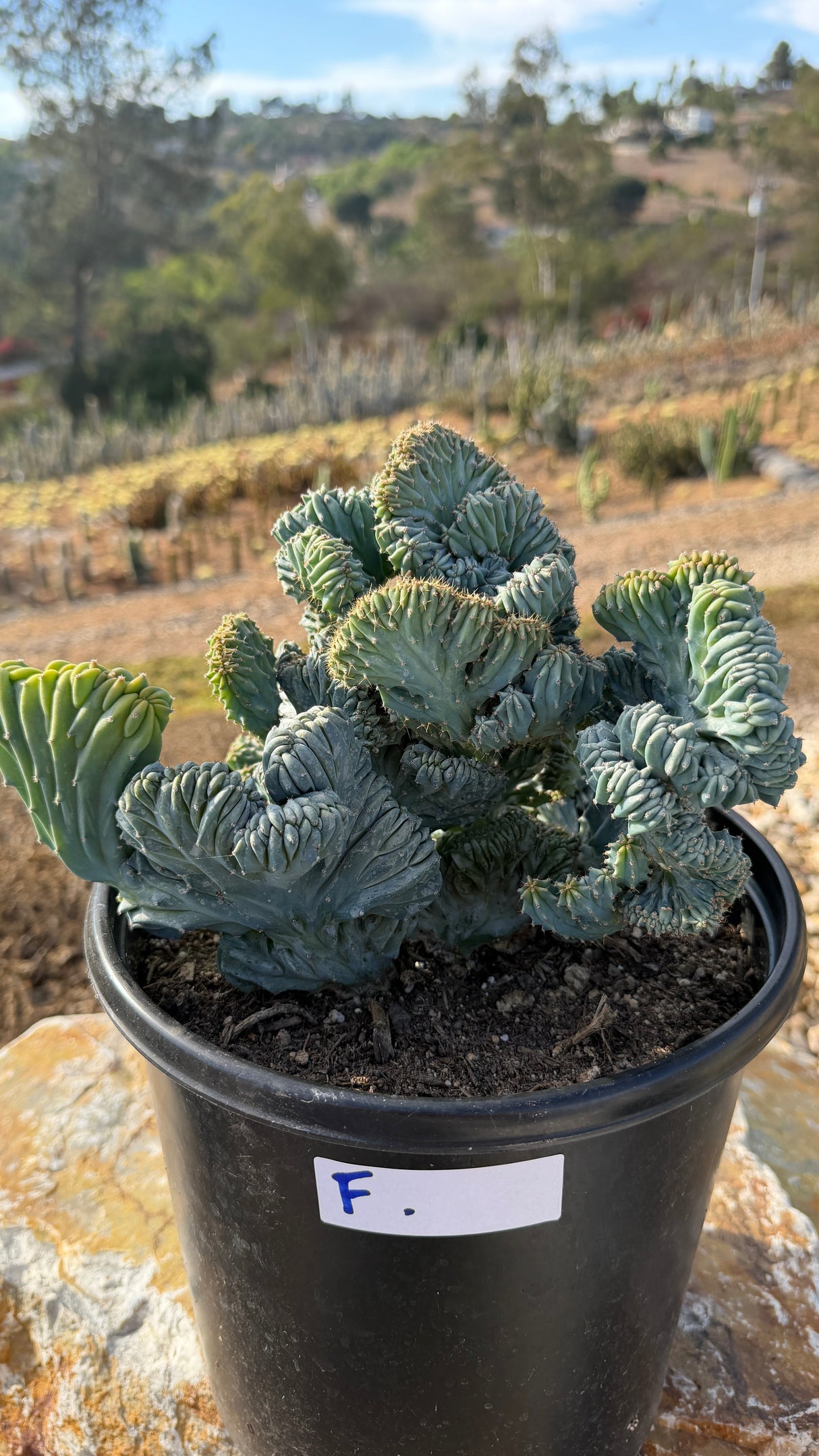 Crested Blue Candle with sprawling gold-spined fans in a 5 gallon pot