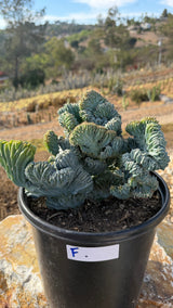 Crested Blue Candle with sprawling gold-spined fans in a 5 gallon pot