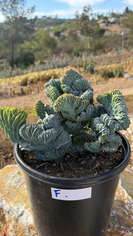 Crested Blue Candle with sprawling gold-spined fans in a 5 gallon pot