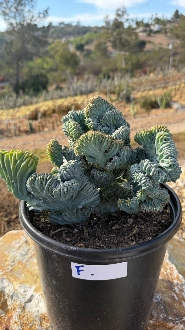 Crested Blue Candle with sprawling gold-spined fans in a 5 gallon pot