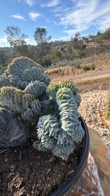 Top view of the sprawling fan cluster