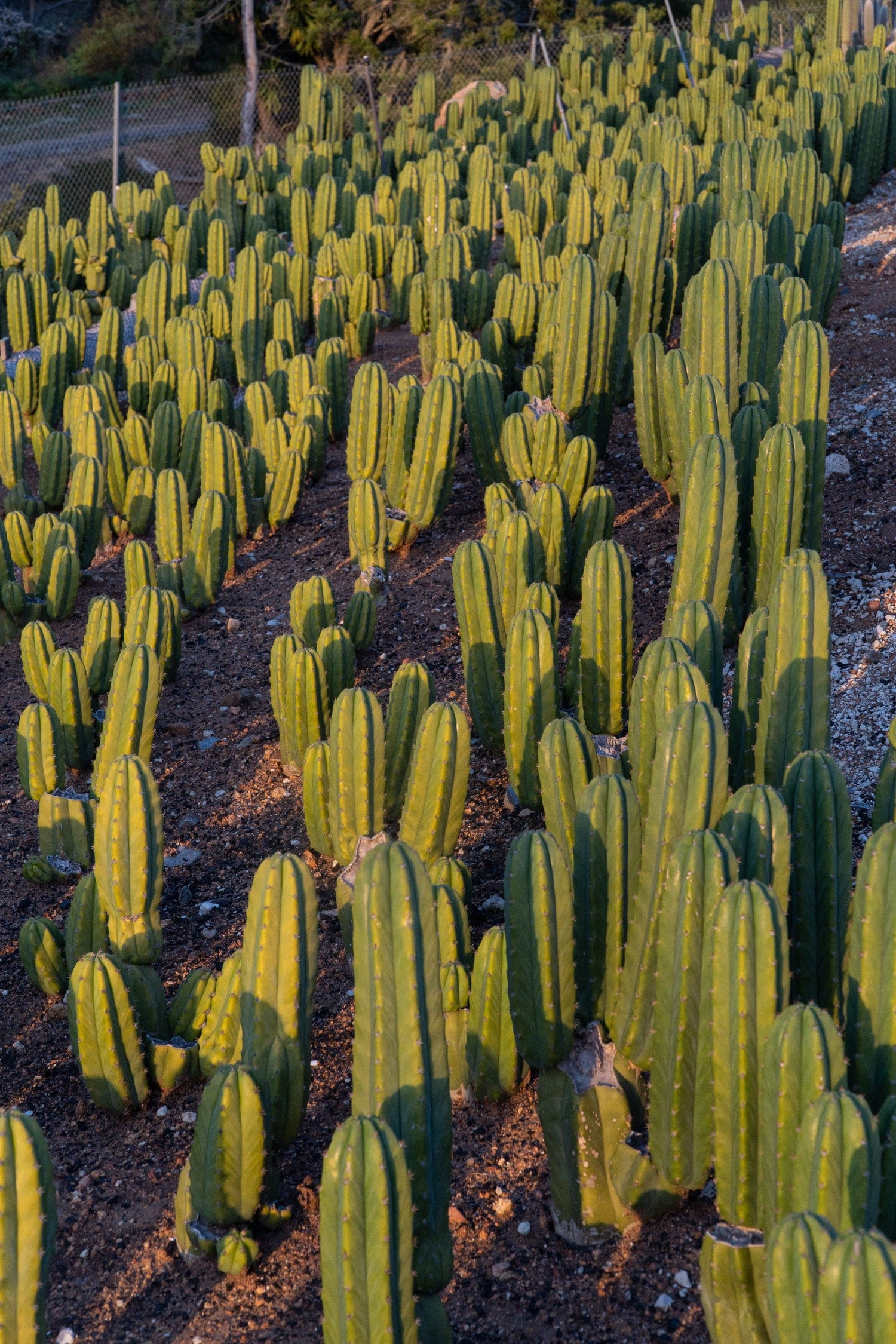 san pedro cactus order online 6-9" San Pedro (Echinopsis pachanoi) Cactus Cutting