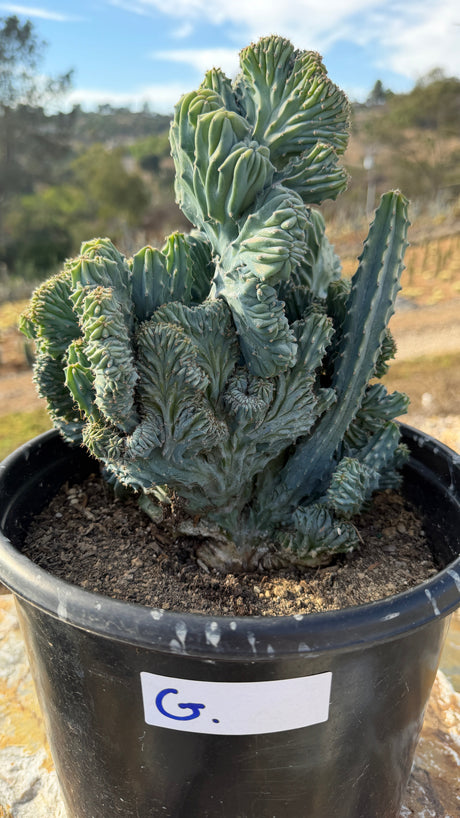 Crested Blue Candle with vertical blades and knobby monstrose tips, 5 gallon pot