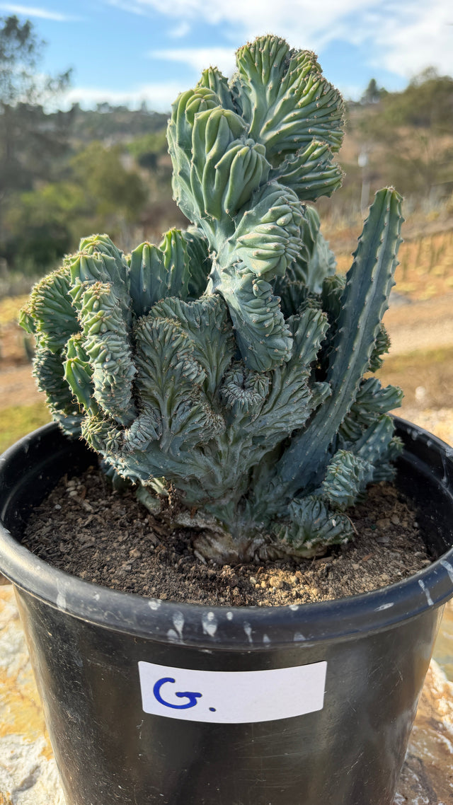 Crested Blue Candle with vertical blades and knobby monstrose tips, 5 gallon pot
