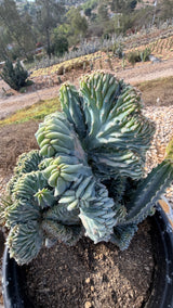 Side view of the blade crest