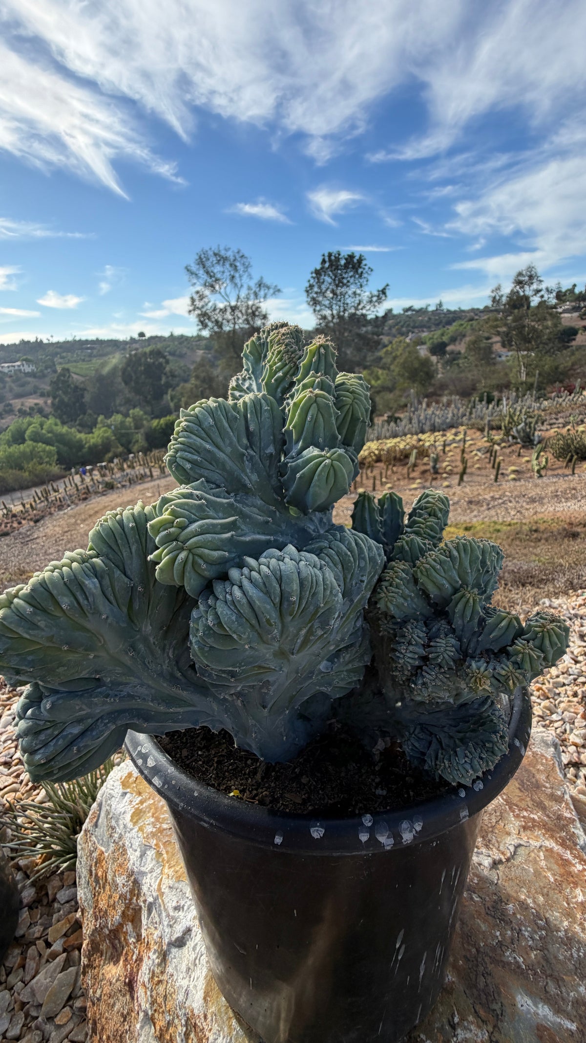 Blade crest in its labeled pot