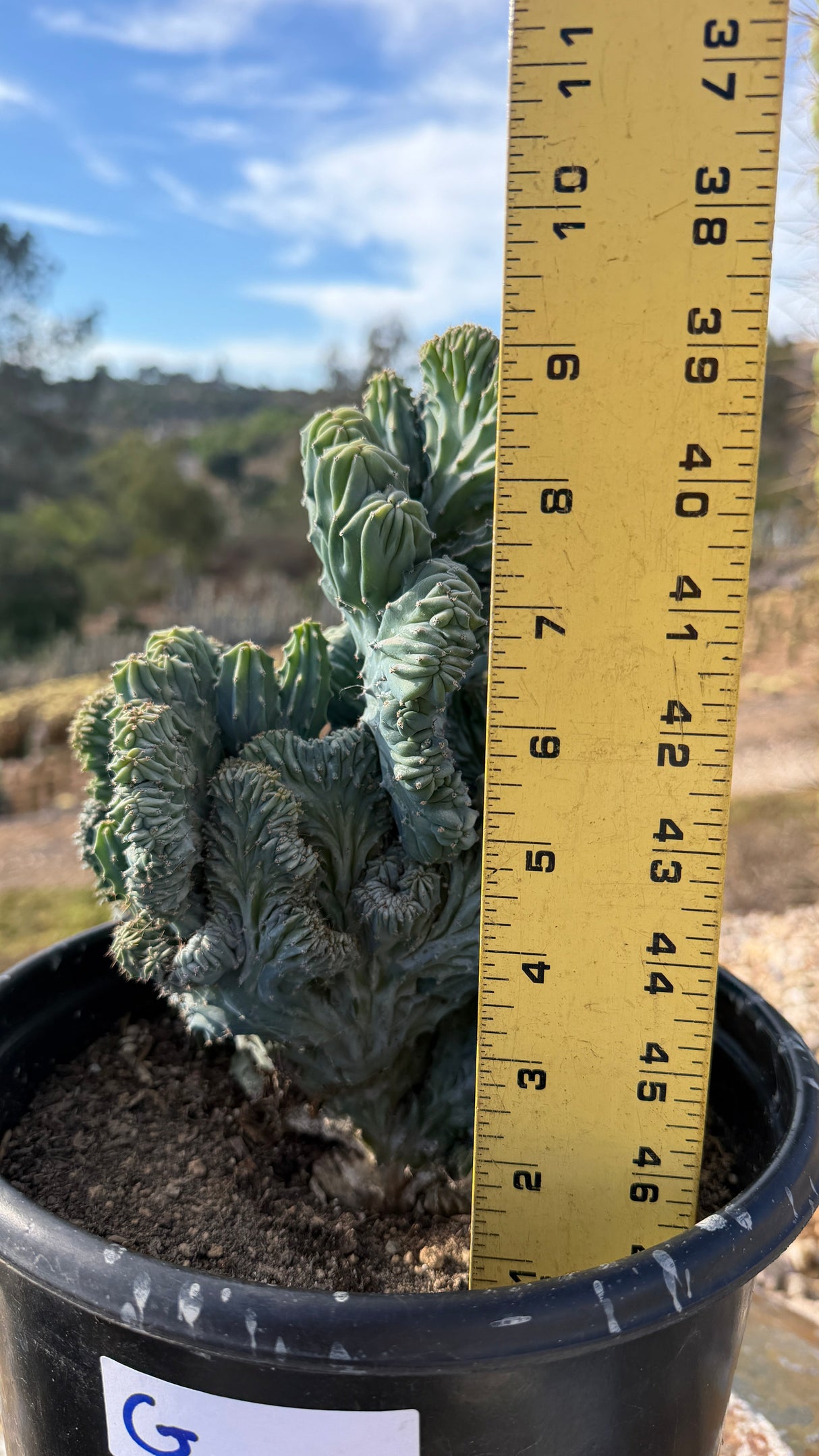 Crested Blue Candle blades measured at about 8 inches tall