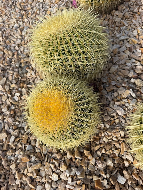 Two head Golden Barrel Cactus cluster, Echinocactus grusonii, with dense golden spines