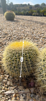 Golden Barrel cluster larger head measured at about 11.5 inches with an AR ruler