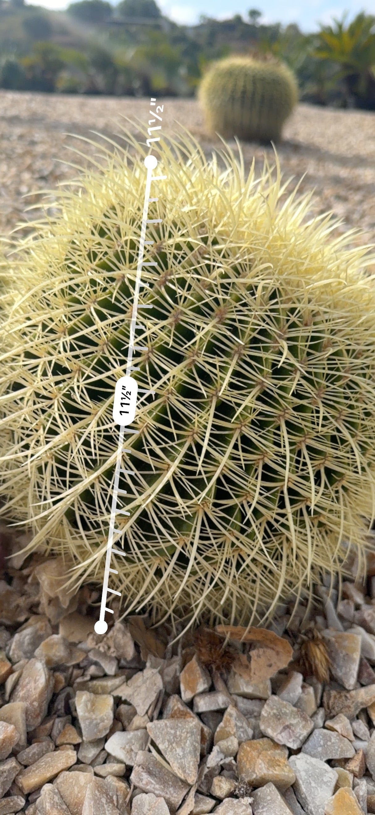 Golden Barrel cluster head measured at about 8.5 inches with an AR ruler