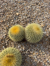 Close view of Echinocactus grusonii ribs and golden yellow spines