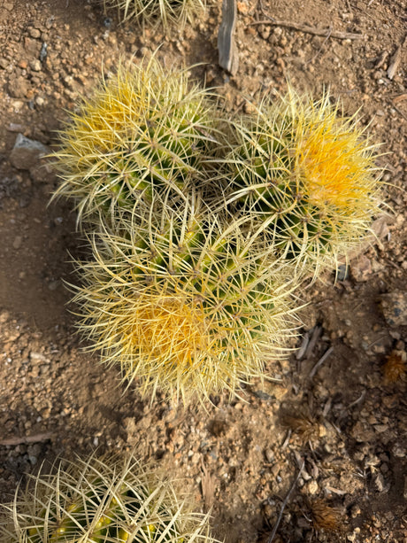 Three head Golden Barrel Cactus cluster, Echinocactus grusonii, with golden spines