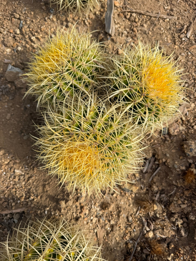 Three head Golden Barrel Cactus cluster, Echinocactus grusonii, with golden spines
