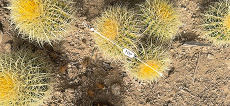 Golden Barrel three head cluster measured at about 11.5 inches across with an AR ruler