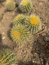 Golden Barrel three head cluster viewed from above