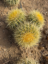 Close view of the golden crowns on a three head Echinocactus grusonii cluster