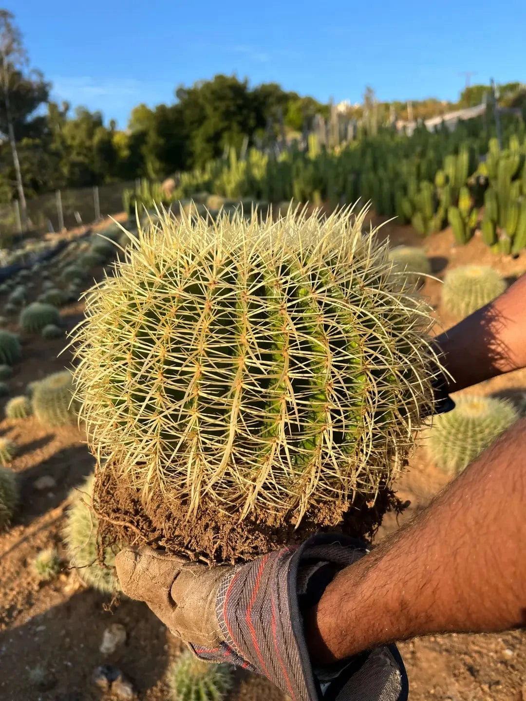 Person holding a cactus plant in a garden setting