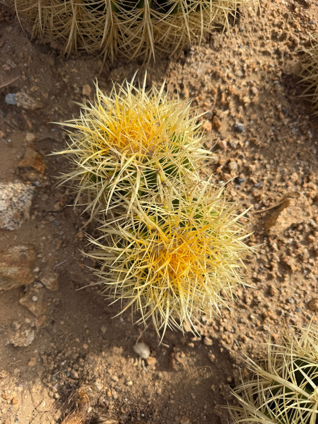 Mini two head Golden Barrel Cactus cluster, Echinocactus grusonii