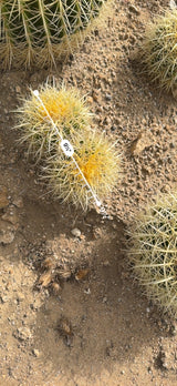 Mini Golden Barrel cluster measured at about 9.5 inches across with an AR ruler