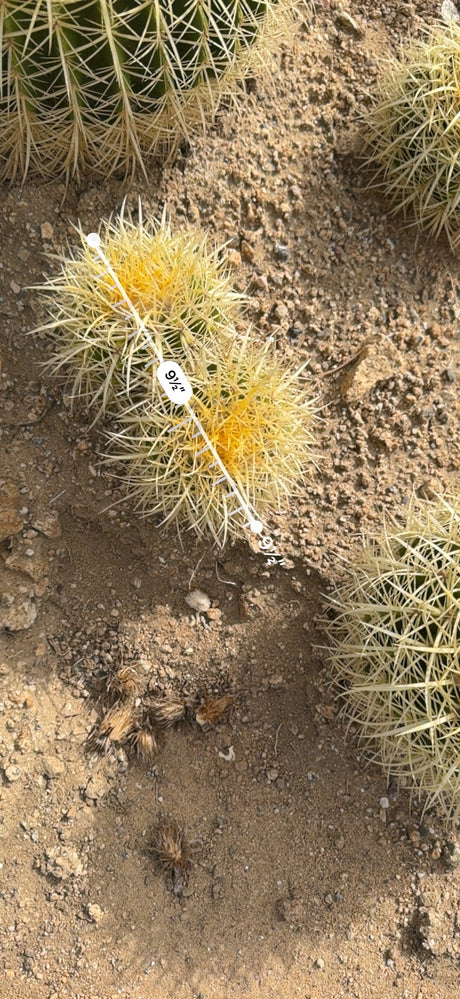 Mini Golden Barrel cluster measured at about 9.5 inches across with an AR ruler