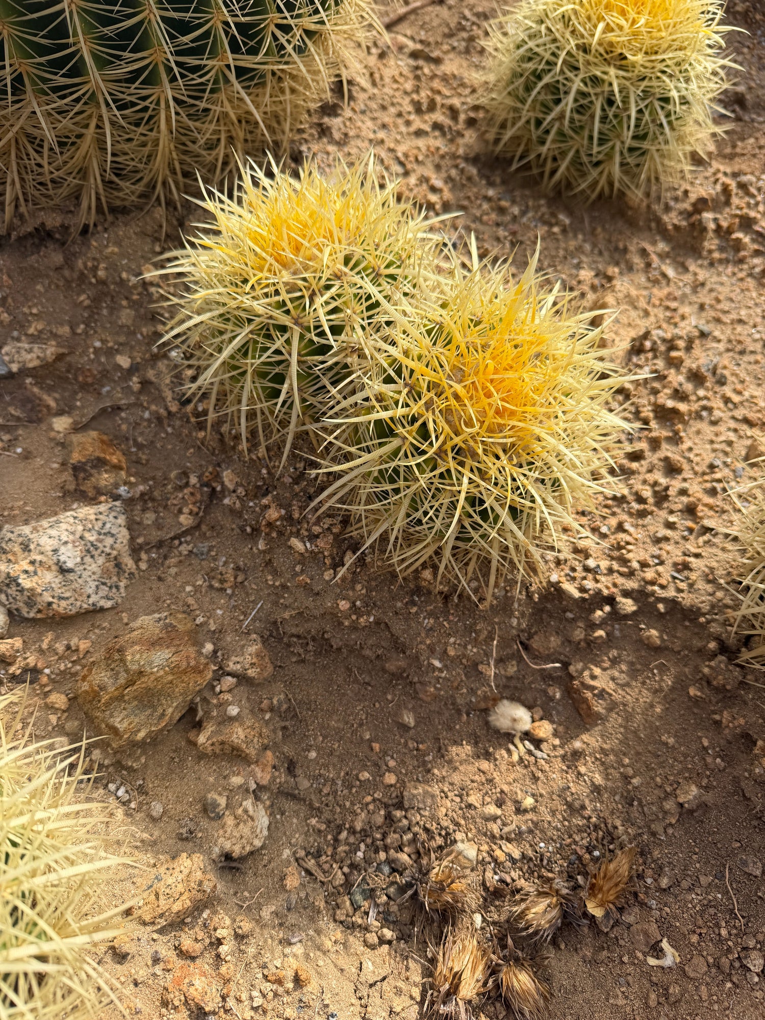 Close view of a young Golden Barrel cluster with bright yellow crowns
