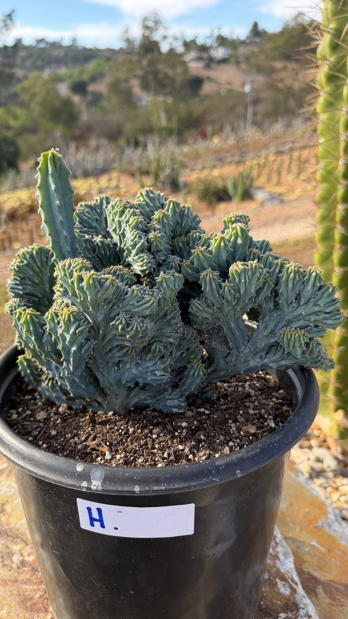 Crested Blue Candle dome with a green sentinel column beside it, 5 gallon pot