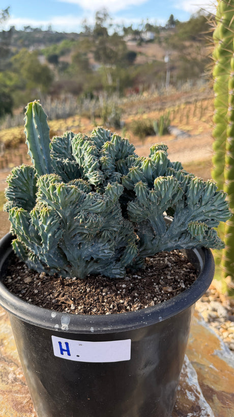 Crested Blue Candle dome with a green sentinel column beside it, 5 gallon pot