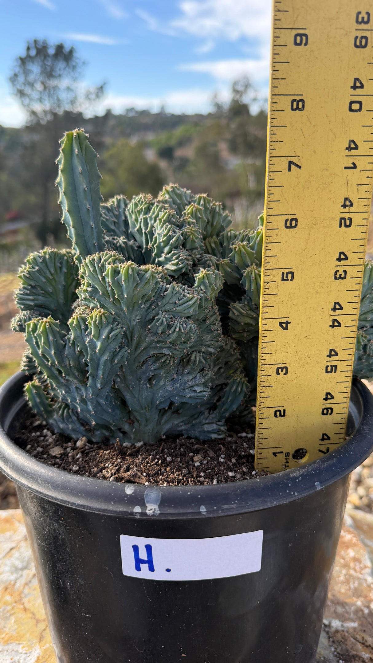 Sentinel crest measured at about 6 inches with a 7 inch column