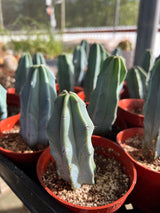 Blue Candle Cactus - Myrtillocactus Geometrizans