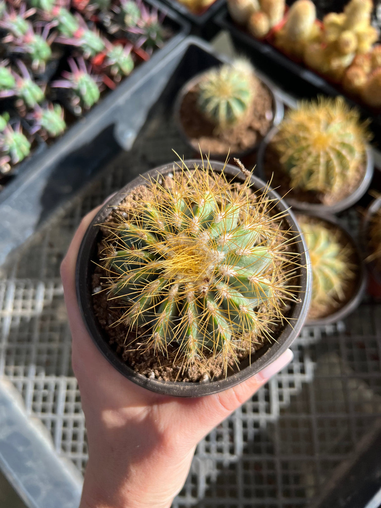 Notocactus magnificus - Parodia magnifica, Ball Cactus