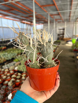 Paper Spine Cactus - Tephrocactus articulatus