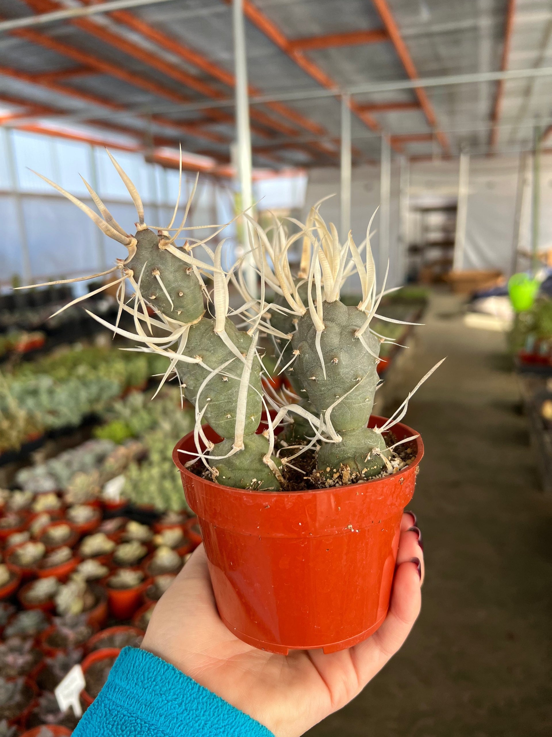 Paper Spine Cactus