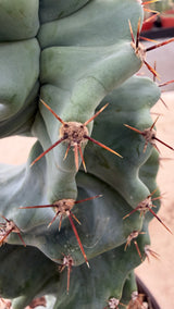 Cereus peruvianus spiralis - Spiral Cactus
