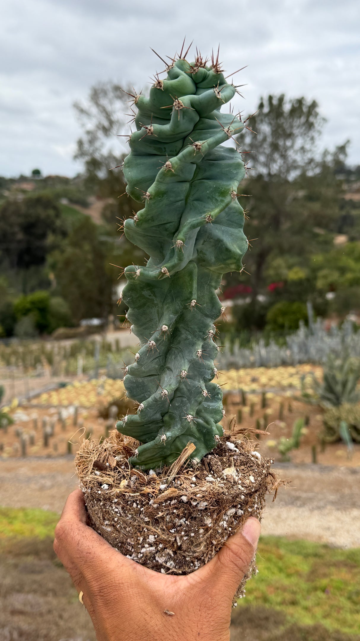Cereus peruvianus spiralis - Spiral Cactus